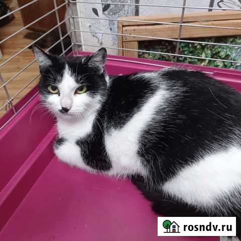 Кошка стерилизованная Усть-Лабинск - изображение 1