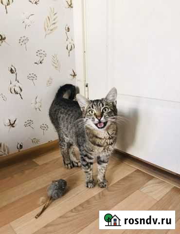 Кошечка в добрые руки Краснодар - изображение 1