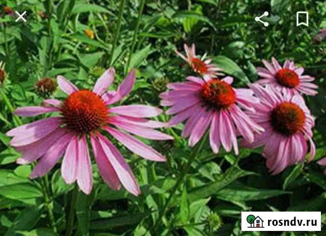 Эхинацея лекарственная Юрга - изображение 1