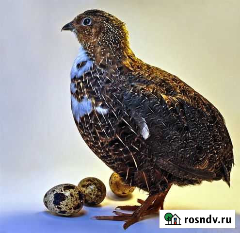 Перепела яйца Кострома - изображение 1