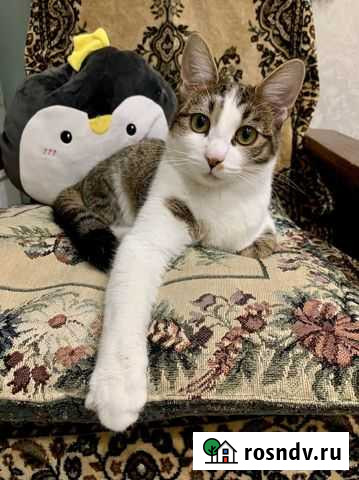 Стерилизованная молодая кошечка в добрые руки Улан-Удэ - изображение 1