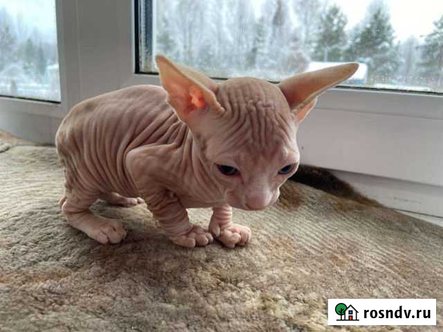 Донской сфинкс котята Рыбинск - изображение 1