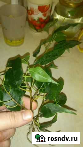 Фикус бенджамина отросток Балашиха - изображение 1