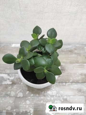 Денежное дерево толстянка Ростов-на-Дону - изображение 1