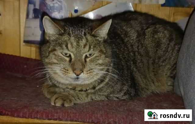 Кот Мартин в добрые руки Уфа - изображение 1