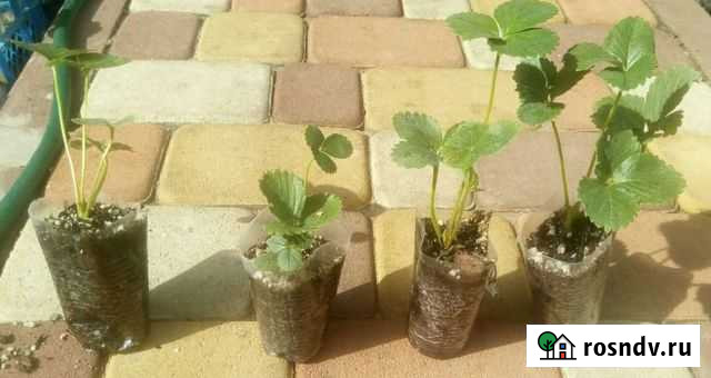 Клубника Мальга Тамбов - изображение 1