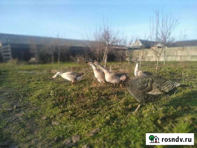 Гусь Шали - изображение 1