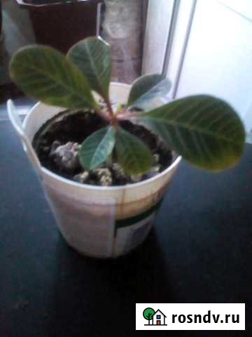 Молочай беложильчатый Рязань - изображение 1