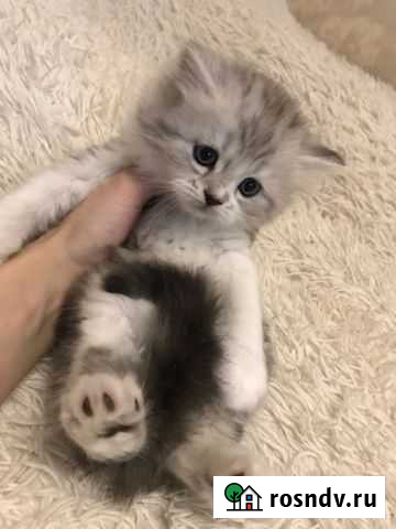 Шотландские Казань - изображение 1