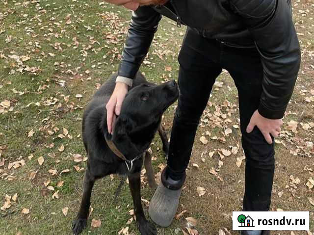 Собака Нурлат - изображение 1