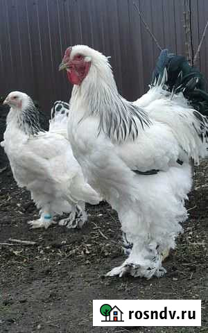 Колумбийская брама чисто пародистые Камышин - изображение 1