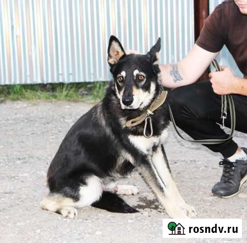 Пес Видное - изображение 1