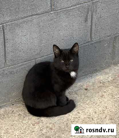 Котята Майкоп - изображение 1