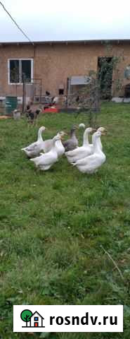 Гуси деревенские Детчино - изображение 1