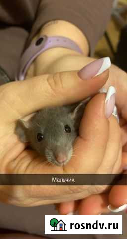 Крысята дамбо Брянск - изображение 1