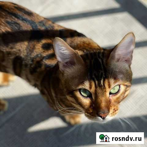 Шикарный кот на вязку Казань - изображение 1