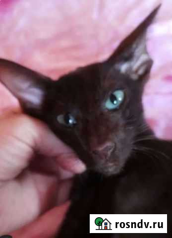 Ориентальная кошка бесплатно Волгоград - изображение 1