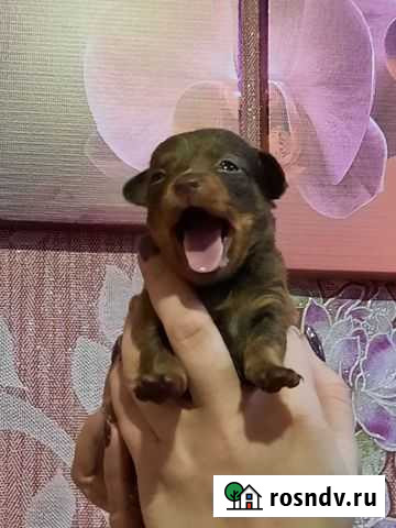 Той-терьер Щекино - изображение 1