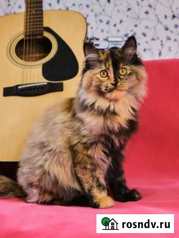 Продается котенок породы Мейн Кун Хабаровск - изображение 1