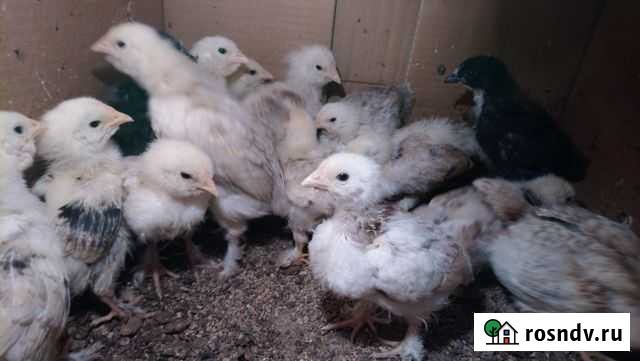 Птица Руза - изображение 1