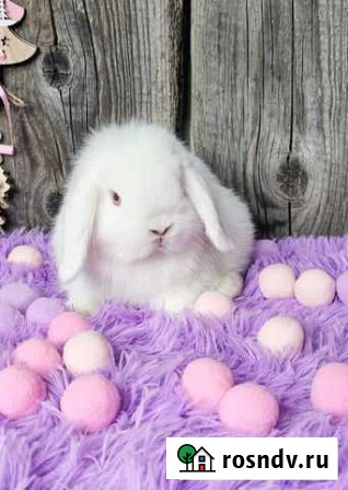 Карлики Минилопы (miniature lop) Уфа - изображение 1