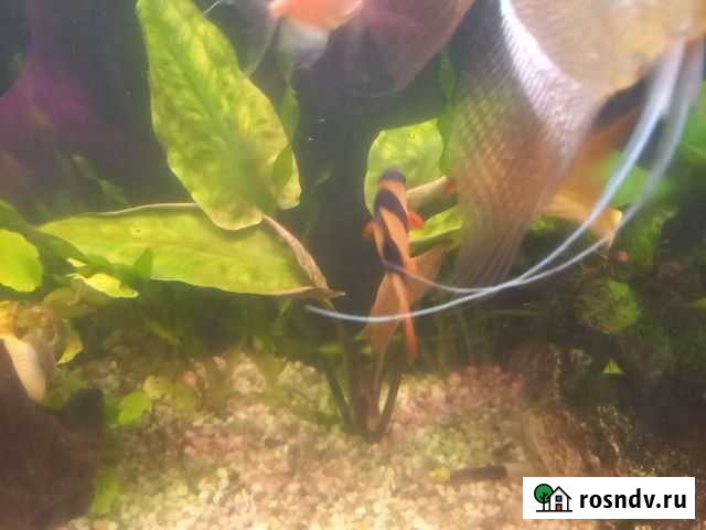 Аквариумные растения Старощербиновская - изображение 1