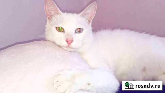 Турецкая ангора Махачкала - изображение 1