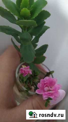 Каланхоэ Новосибирск - изображение 1