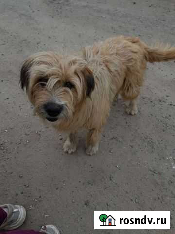 Собака в добрые руки Иркутск - изображение 1