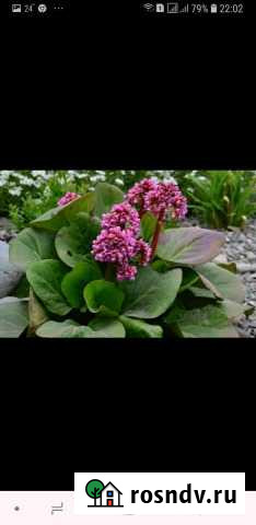 Бадан. Аквилегия Волгоград - изображение 1