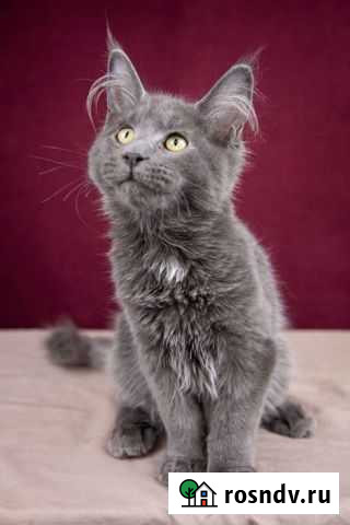 Котята мейн-кун продажа Рыбинск - изображение 1