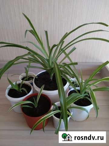 Хлорофитум Барнаул - изображение 1