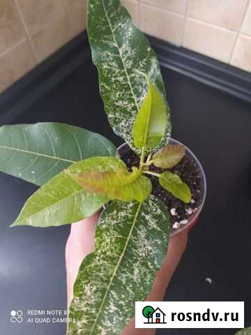 Фикус альтиссима Нью Клон Рязань - изображение 1