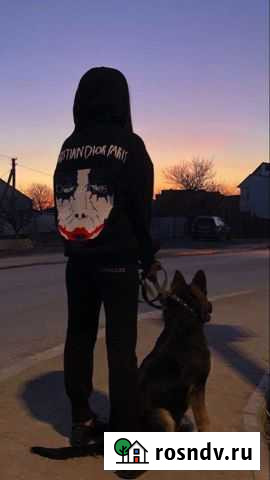 Передержка и выгул собак Красногорск - изображение 1