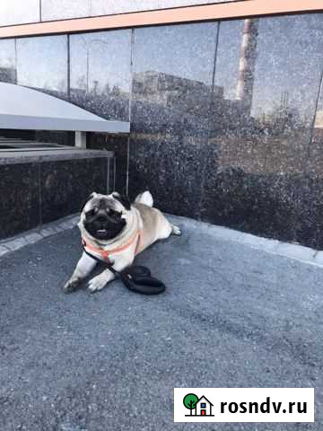 Мопс Екатеринбург - изображение 1
