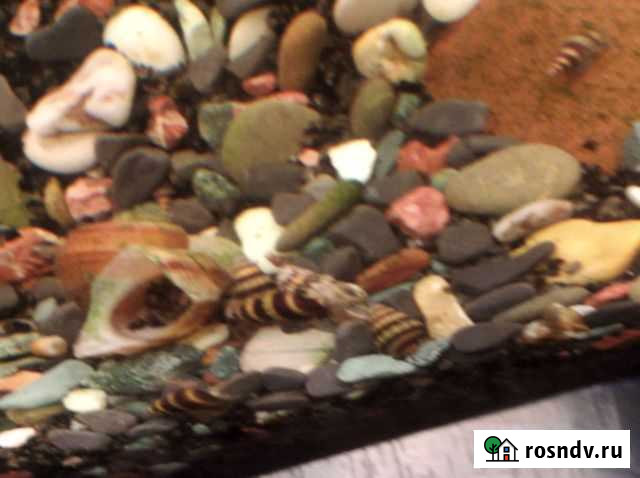 Улитка Прокопьевск - изображение 1