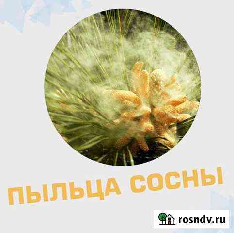 Пыльца сосны (природный антибиотик) Симоненко