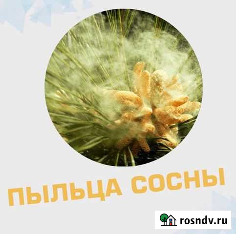 Пыльца сосны (природный антибиотик) Симоненко - изображение 1