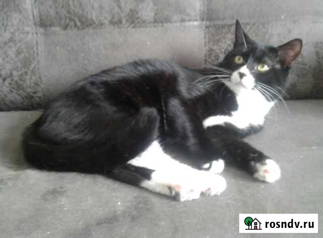 Котик черно-белый Фиксик Владимир - изображение 1