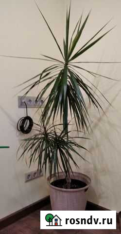 Драцена Нижний Новгород - изображение 1