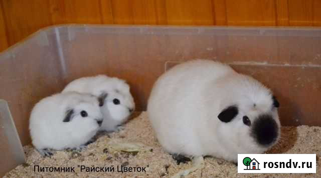 Красивые морские свинки Мурманск - изображение 1