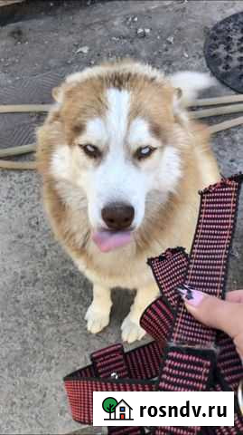 Сибирский хаски потерялся Саратов - изображение 1