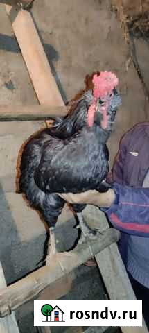 Петух Хасавюрт - изображение 1