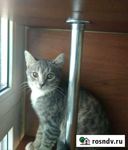 Кошечка в добрые руки Рязань - изображение 1