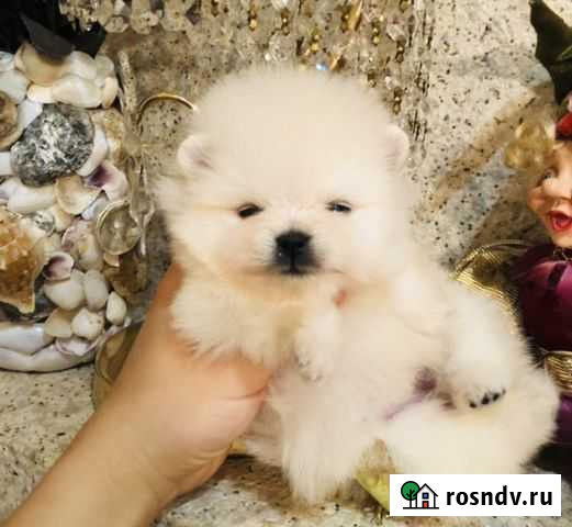 Шпицы большой выбор Набережные Челны - изображение 1