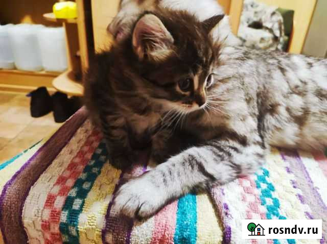 Котята 1 месяц, кошечки Иваново - изображение 1