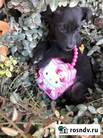 Красотка Вишенка Краснодар - изображение 1