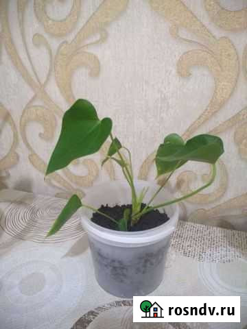 Антуриум Чебоксары - изображение 1