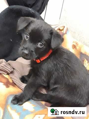 Собака Нижний Новгород - изображение 1