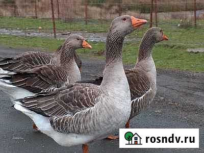 Гусь Белогорск - изображение 1